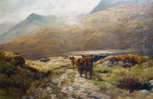 Highland Cattle