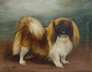 'shirra Twink' - A Pekingese by Henry Crowther