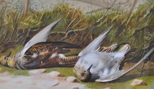 Study Of Dead Birds On A Mossy Bank by William Cruickshank