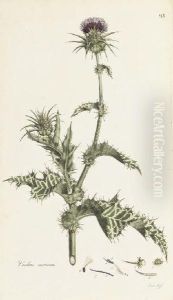Flora Londinensis: Or Plates And Descriptions Of Such Plants As Grow Wild In The Environs Of London by William Curtis