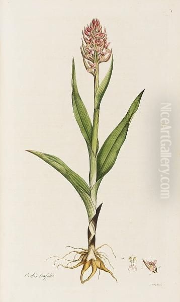 Flora Londinensis: Or, Plates And Descriptions Of Such Plants As Grow Wild In The Environs Of London, Fascicles 1-5 Only (of 6), In 4 Vol. - view 1