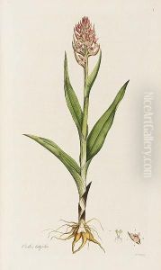 Flora Londinensis: Or, Plates And Descriptions Of Such Plants As Grow Wild In The Environs Of London, Fascicles 1-5 Only (of 6), In 4 Vol. by William Curtis