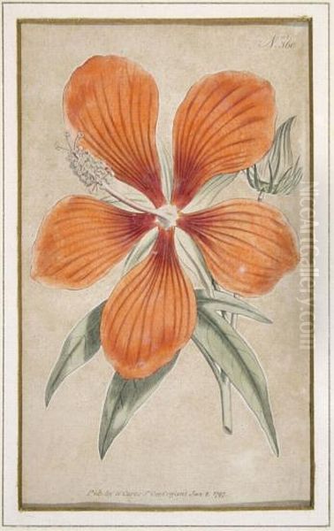 Blumen - view 1