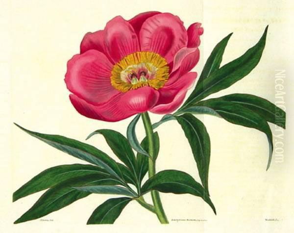 Botanical Magazine - view 1