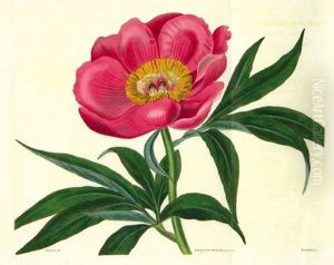 Botanical Magazine by William Curtis