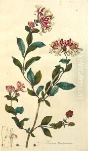 Flora Londinensis: Or Plates And Descriptions Of Such Plants As Grow Wild In The Environs Of London by William Curtis