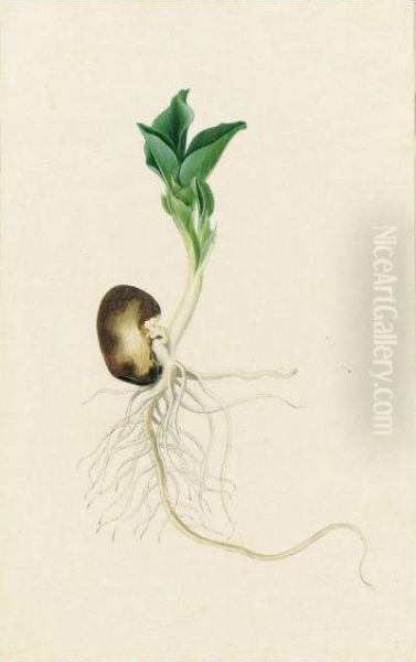 Study Of A Sprouting Bean - view 1
