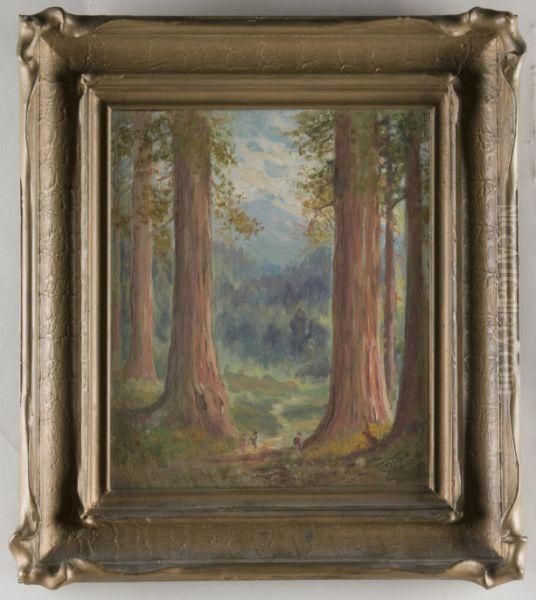 Redwoods - view 1