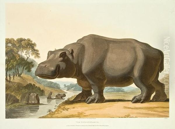 The Hippopotamus; The African Rhinoceros by Samuel Daniell