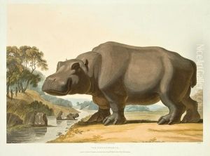 The Hippopotamus; The African Rhinoceros