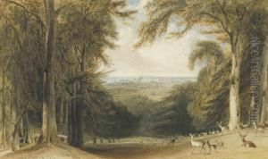 Deer In A Glen In Windsor Great Park Near Bishopsgate