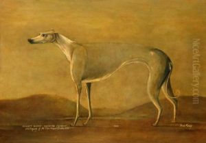 Bishop's Blaize - Coursing Champion