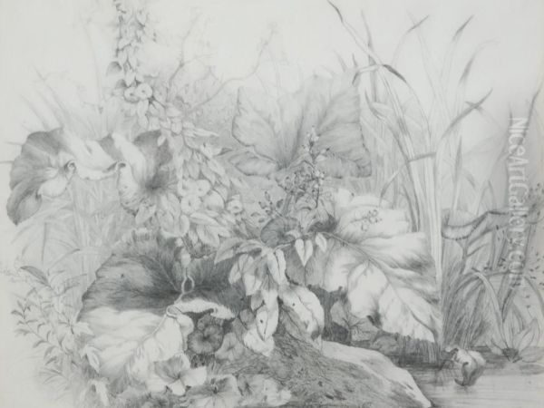 Study Of Wild Plants - view 1