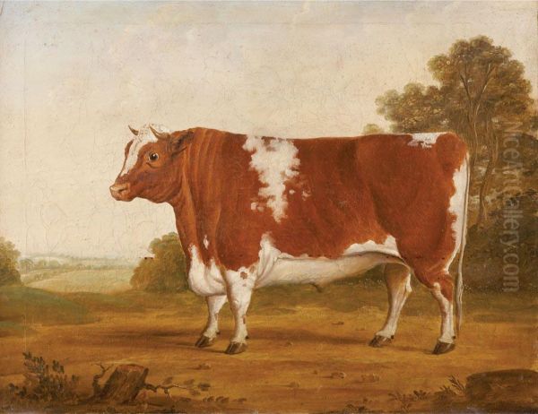 Hereford Bull - view 1