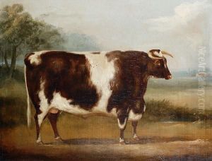 Study Of A Bull by William Henry Davis