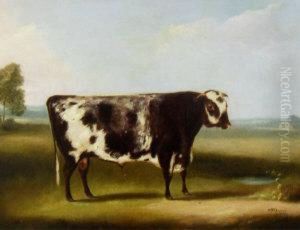 Portrait Of A Cow Portrait Of A Cow