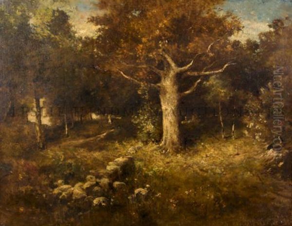 Forest At Twilight - view 1