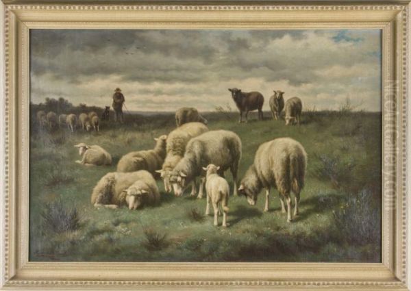Sheep - view 1