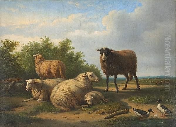Sheep At Rest With Ducks By A Pond - view 1
