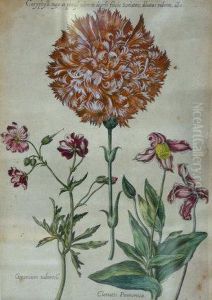 Clematis Pannonica by Johann Theodore De Bry