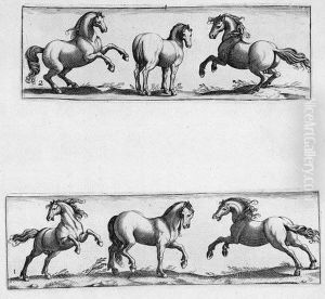 Quadrupedum Icones Vivae
