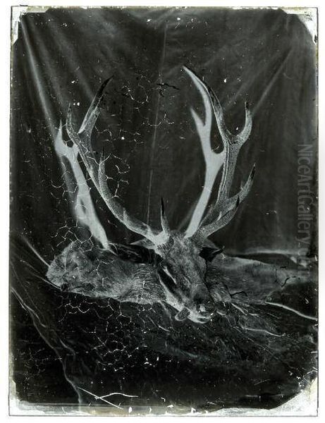 Depouille De Cerf Aux Grands Bois En Plein Soleil Vallee De Chevreuse - view 1