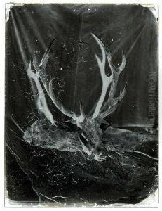 Depouille De Cerf Aux Grands Bois En Plein Soleil Vallee De Chevreuse by Cercle De Charles Negre