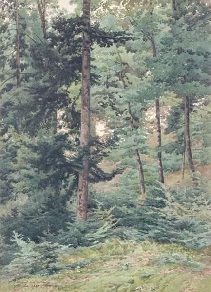 Vue De La Foret Vosgienne - view 1