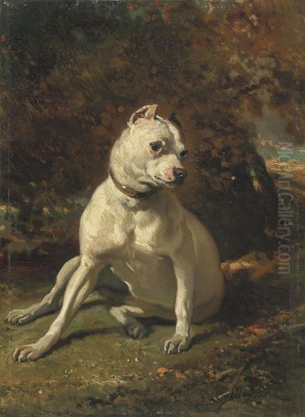 Dogue Assis - view 1