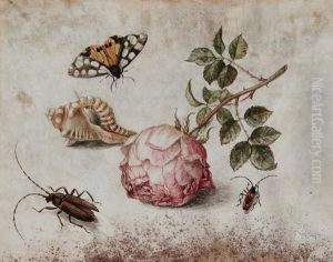 Una Rosa, Una Conchiglia, Una Farfalla E Dueinsetti by Margaretha De Heer