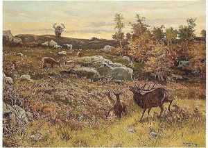 Stags