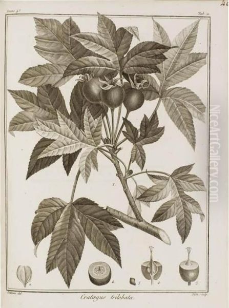 Icones Plantarum Syriae Rariorum - view 1