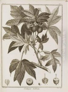 Icones Plantarum Syriae Rariorum by Jacques Julien Houton De Labillardiere