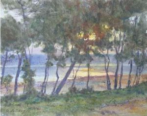 Soleil Couchant Derriere Les Pins