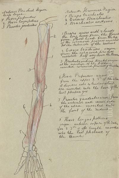 Sketch Book Including Anatomical Studies Andcompositional Sketch For 'life And Thought Have Gone Away' - view 1