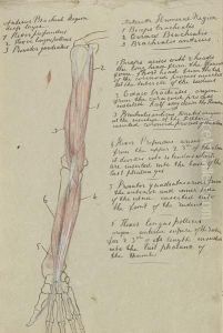 Sketch Book Including Anatomical Studies Andcompositional Sketch For 'life And Thought Have Gone Away'