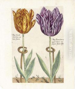 Seven Hand-coloured Prints Of Tulips Of Different Varieties by Crispijn van de Passe