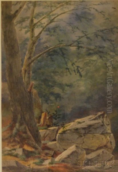 Woodland Scene - view 1