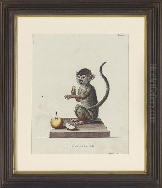 Studies Of Monkey - view 1