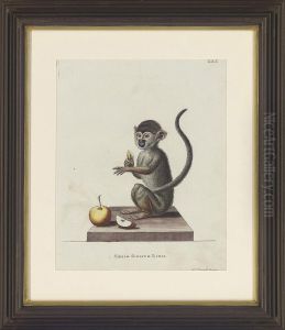 Studies Of Monkey by Gilbert De Seve