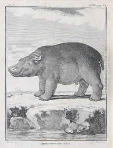 Hippopotamus; Brown Bear; Mandrill; Porcupine,rhinoceros, Elephant; Giraffe; Panther; Coesdoes by Gilbert De Seve