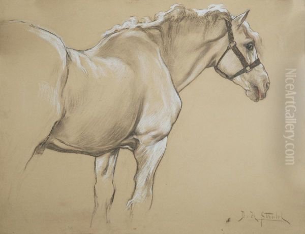 Stallone Percheron - view 1