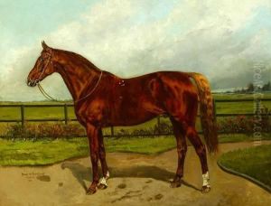 Chestnut Stallion, Enfield"