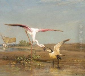 Flamant Et Ibis Flamant Et Ibis