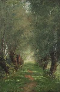 Zonnige Dreef Met Knotwilgen