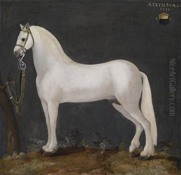 A Lipizzan Horse - view 1