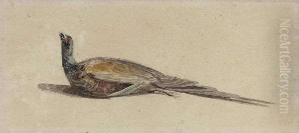 A Pheasant - view 1