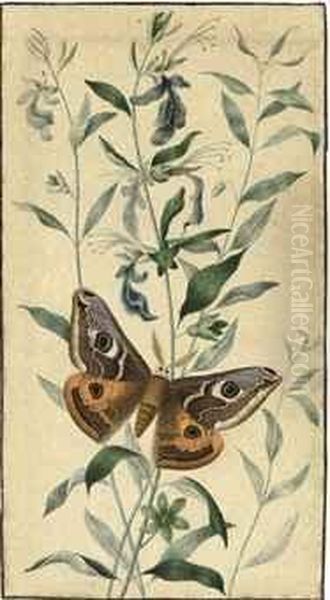 Two Studies Of Moths, Including An Emperor Moth (saturnia Pavonia) - view 1
