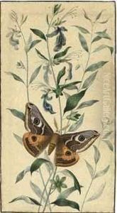 Two Studies Of Moths, Including An Emperor Moth (saturnia Pavonia) by Hermanus De Wit