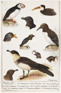 Etudes Ornythologiques by Louis-Jules-Marie Delapchier